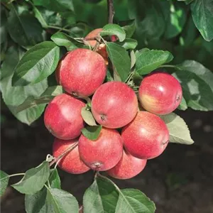 Malus domestica 'Resi'(s)