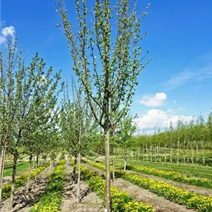 Malus domestica 'Rote Sternrenette'