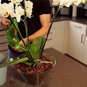 Orchidee - Einpflanzen in ein Gefäß