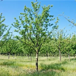 Malus domestica 'Roter Berlepsch'
