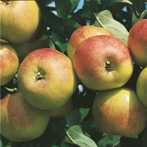 Malus domestica 'Roter Gravensteiner'