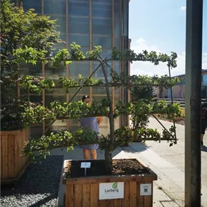 Malus 'Topaz' -S- CAC