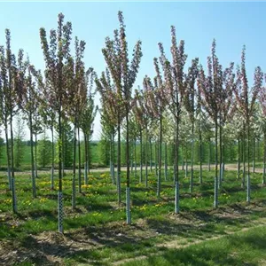 Malus 'Van Eseltine'