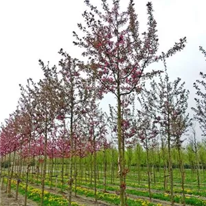 Malus 'Adams'
