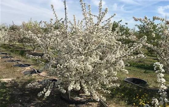Malus 'Bob White'