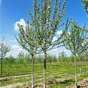 Malus domestica 'Dülmener Rosenapfel'