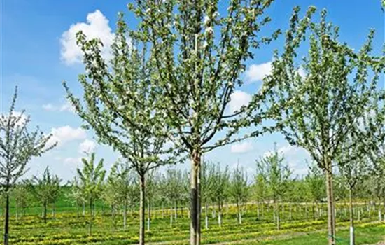 Malus domestica 'Dülmener Rosenapfel'