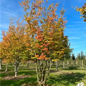 Parrotia persica