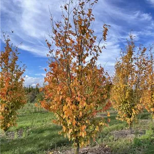 Parrotia persica 'Vanessa'