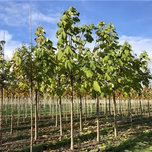 Paulownia tomentosa