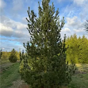 Pinus peuce