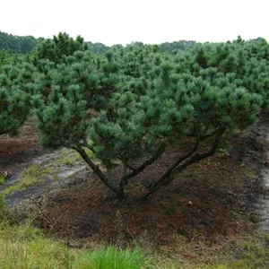 Pinus pumila 'Glauca'