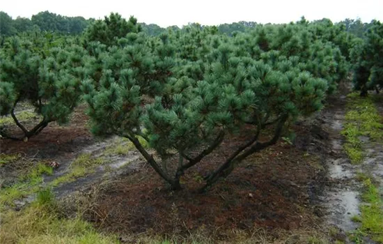 Pinus pumila 'Glauca'
