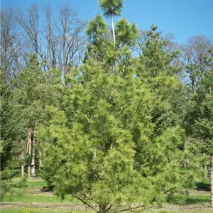 Pinus strobus