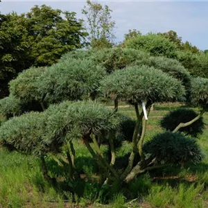 Pinus strobus 'Radiata'