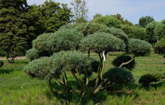 Pinus strobus 'Radiata'