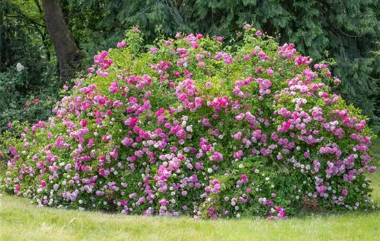 Historical Roses – Beauty with a Long History