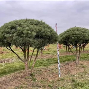 Pinus sylvestris 'Glauca'