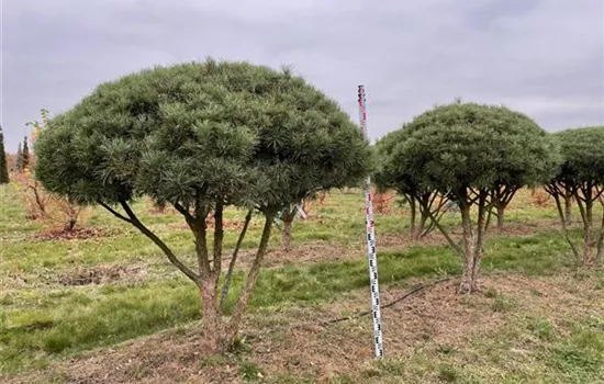 Pinus sylvestris 'Glauca'