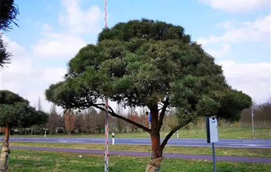 Pinus sylvestris 'Norske Typ'