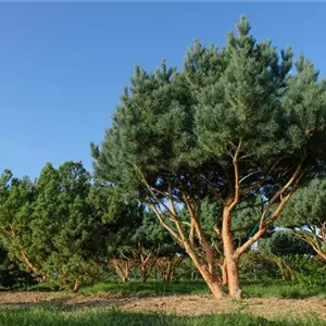 Pinus sylvestris 'Watereri'