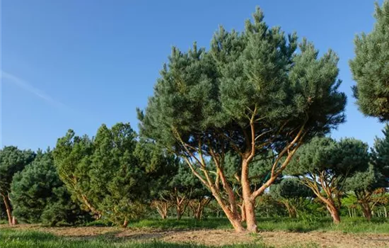 Pinus sylvestris 'Watereri'