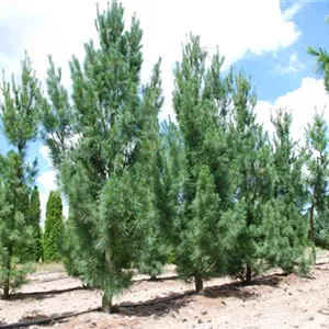 Pinus wallichiana 'Densa Hill'