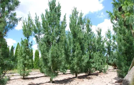 Pinus wallichiana 'Densa Hill'