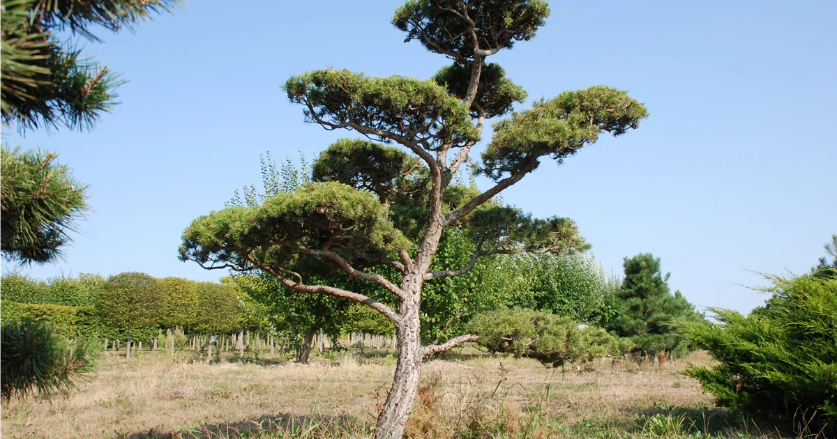 Pinus banksiana