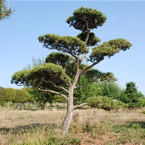 Pinus banksiana
