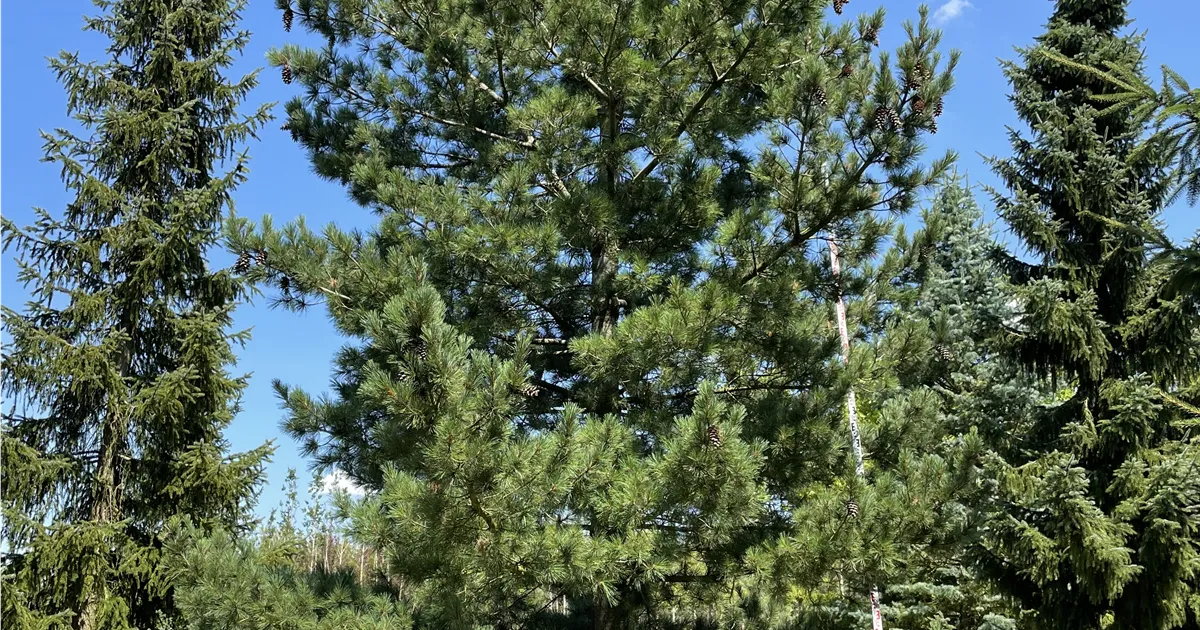 Pinus Cem Pinus cembra