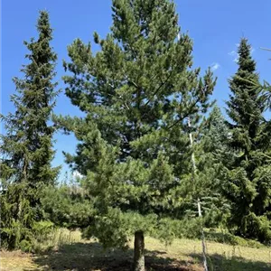 Pinus cembra
