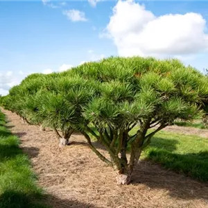 Pinus densiflora 'Umbraculifera'