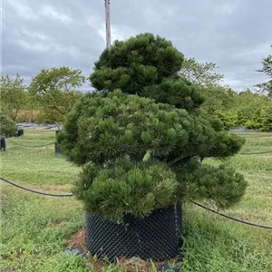 Pinus heldreichii 'Compact Gem'