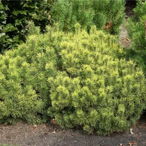 Pinus mugo 'Carsten´s Wintergold'