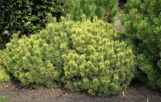 Pinus mugo 'Carsten's Wintergold'