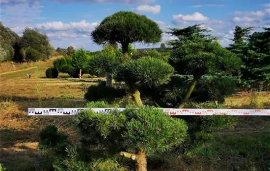 Pinus mugo 'Gnom'