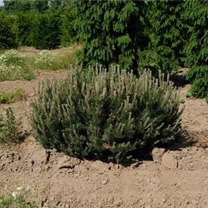 Pinus mugo 'Humpy'