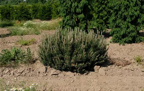 Pinus mugo 'Humpy'