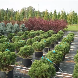 Pinus mugo 'Mini Mops'