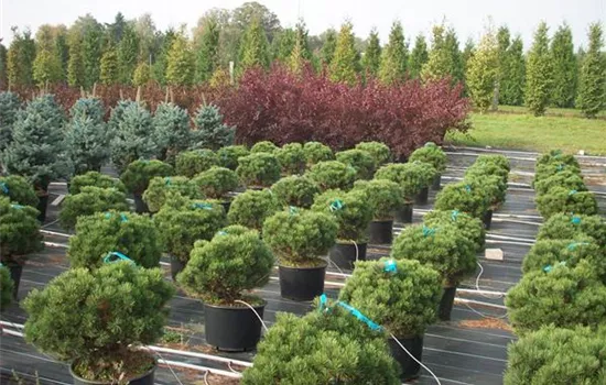 Pinus mugo 'Mini Mops'