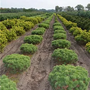 Pinus mugo 'Mops'