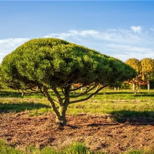 Pinus mugo subsp. mughus