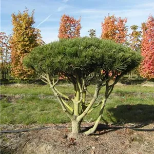 Pinus uncinata
