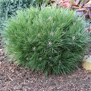 Pinus nigra 'Nana'