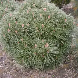 Pinus nigra 'Nana'