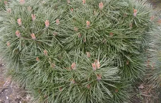 Pinus nigra 'Nana'