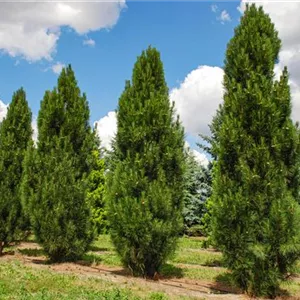 Pinus nigra 'Pyramidalis'