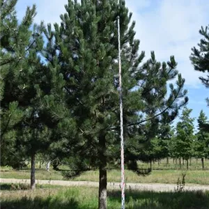 Pinus nigra ssp. nigra