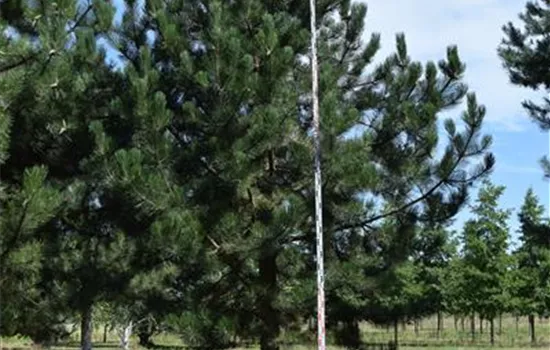 Pinus nigra ssp. nigra
